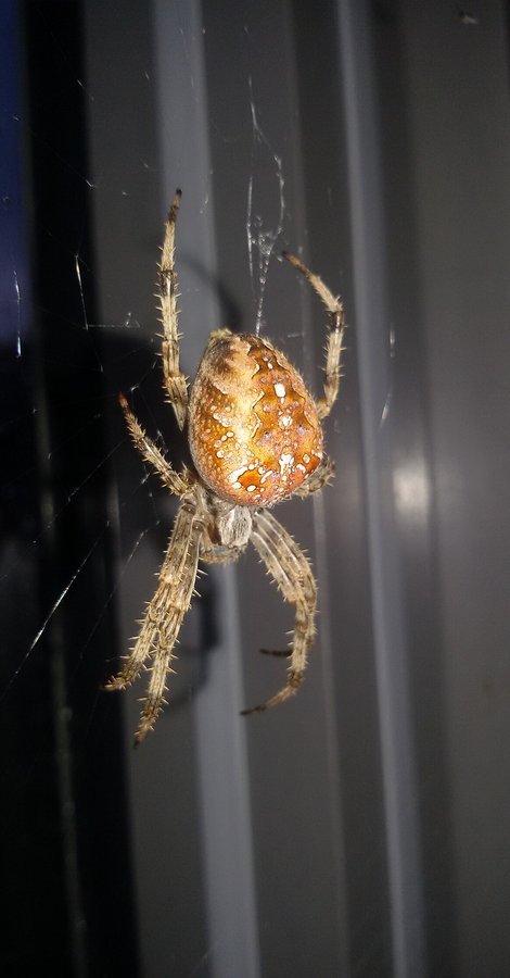 Na začátek – Ptáci na zahradě