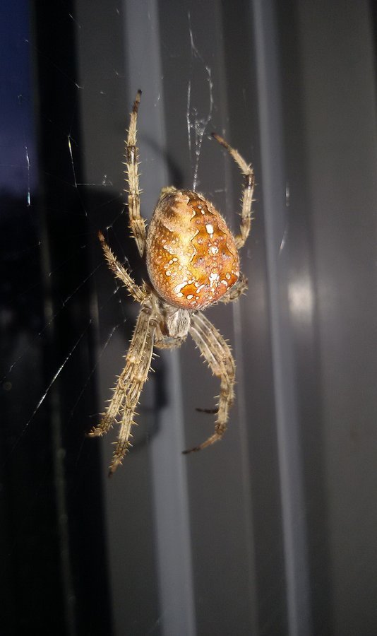 Kachna s useklým zobákem – Ptáci na zahradě