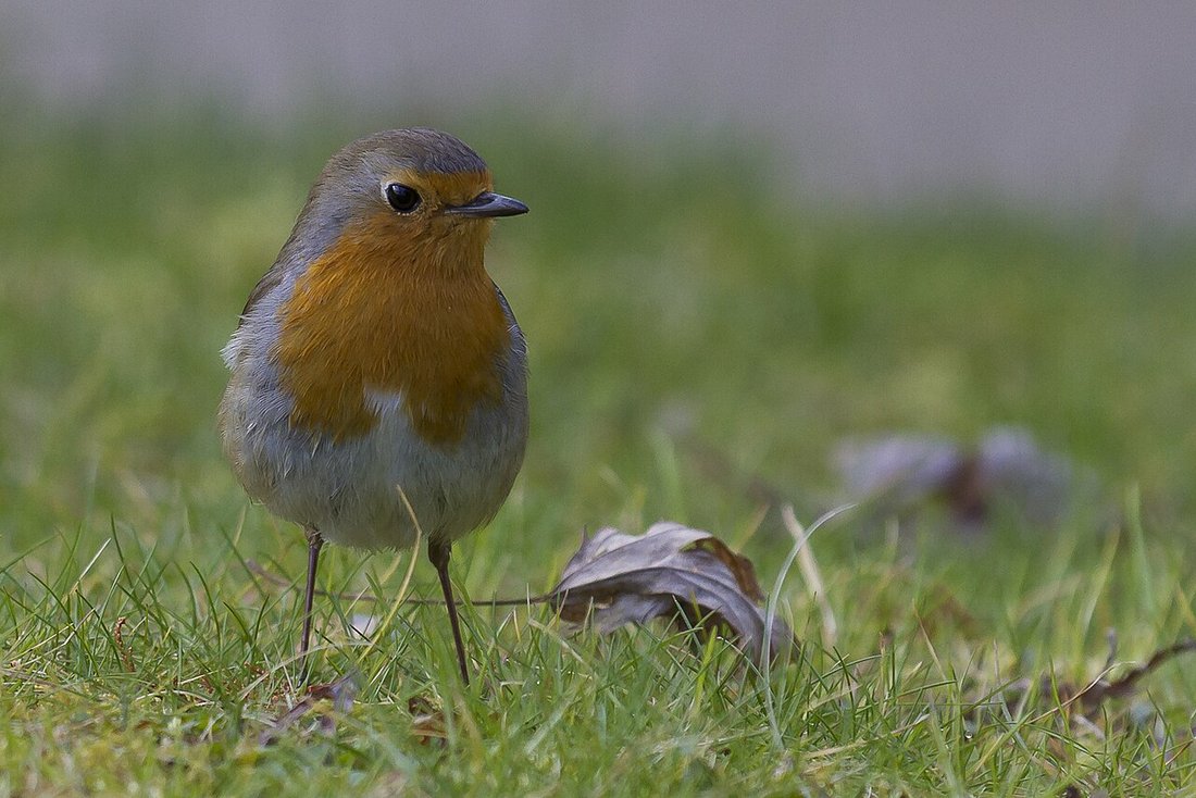 Bird 1 – Ptáci na zahradě